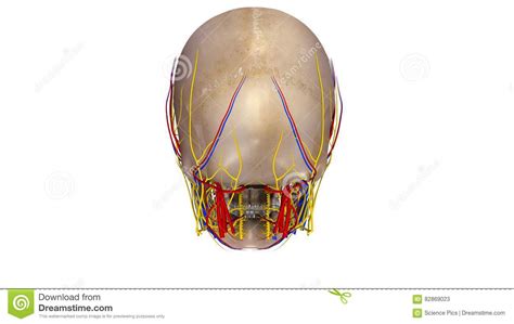 Skull With Blood Vessels And Nerves Posterior View Stock Illustration