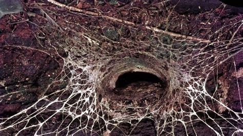 how to tell deadly funnel webs from trapdoor and black house spiders abc news