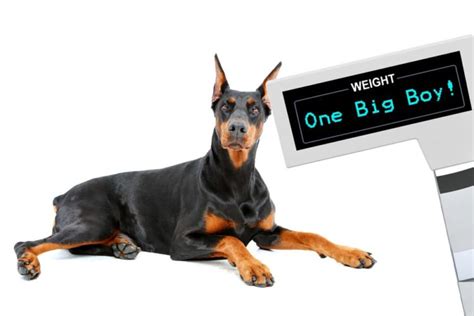 Doberman Weight Growth Curve And Average Weights Doberman Planet