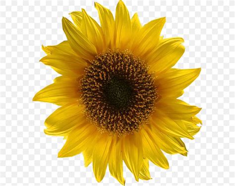 Vector Graphics Sunflower Clipart 10 Free Cliparts Download Images On