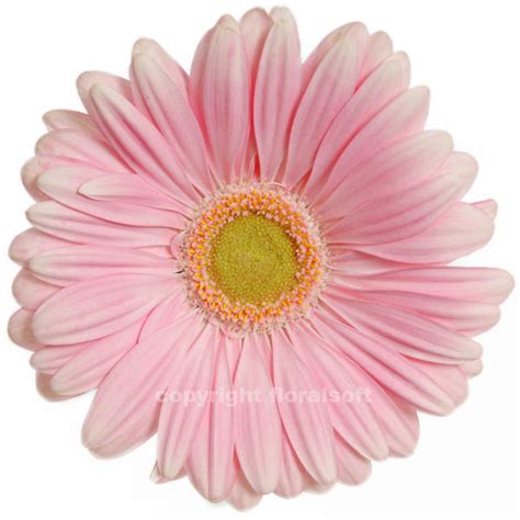 Gerbera Daisy Light Pink Light Center Pick Up Flower Catalog