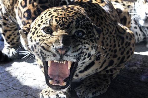 Photos Jaguar Big Cats Angry Teeth Snout Staring Animals