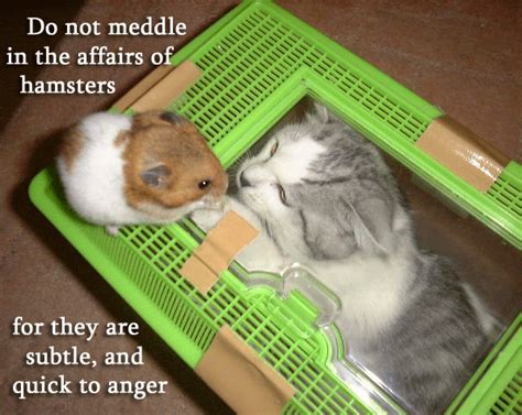 The Affairs Of Hamsters Cat Macros