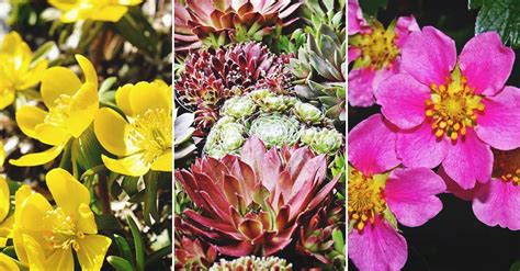 30 Gorgeous Ground Cover Plants To Enrich Your Garden