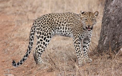 Leopard Kapama Blog