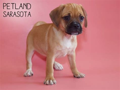 Puggle Dog Female Fawn 2030404 Petland Sarasota Florida