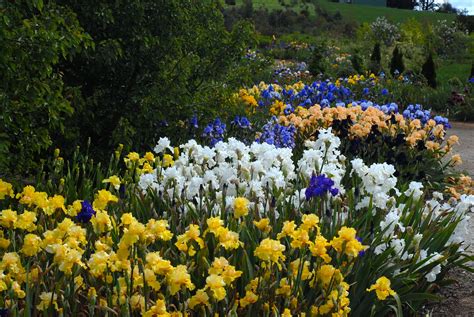 Growing Irises All Season Long Garden Design For Living