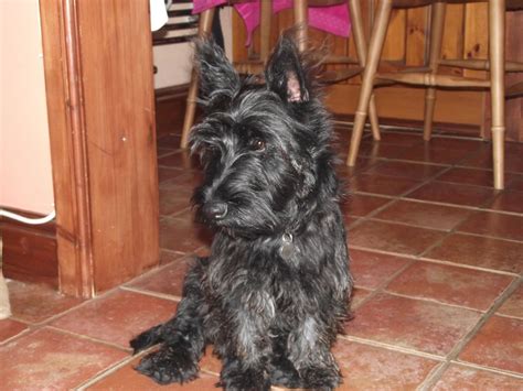Filter puppies by gender canine corral works with our reputable scottish terrier dog breeders. Scottie/westie puppies- Wescott terriers | Mold, Clwyd ...