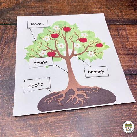 I Can Label The Parts Of A Tree Fall Preschool Activities Activity