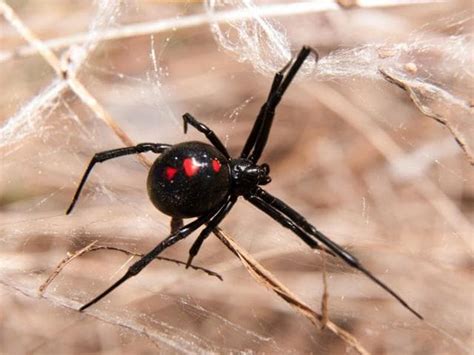 ‘unluckiest Man Australian Bitten On Penis By Spider Twice In 5