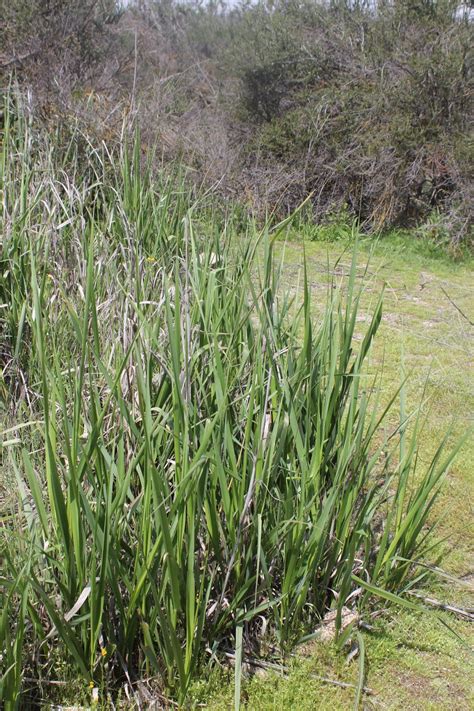 Camissonias Ca Native Plant Life List Elymus Triticoides Creeping