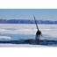 Canadian Man Convicted Of Trafficking In Narwhal Tusks  WWF Canada