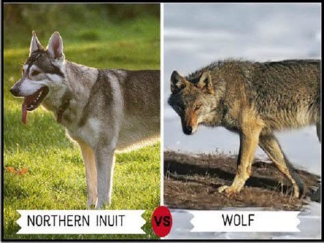 26 Wolfdog Breeds √ High Mid And Low Content Hybrid Wolf