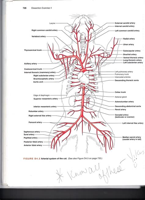 Anatomy Label Major Arteries And Veins Human Veins Diagram Click