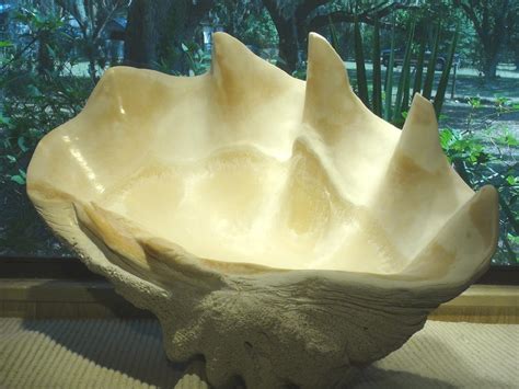 Giant Sea Clam Shells For Sale