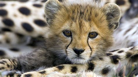 48 Baby Cheetah Wallpaper