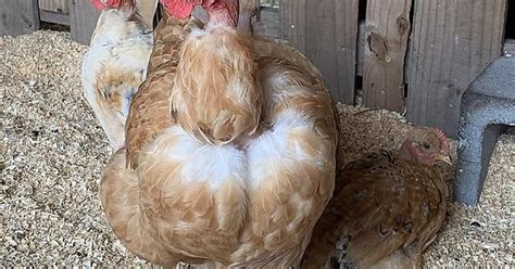 Naked Neck Chicken Mamas Album On Imgur