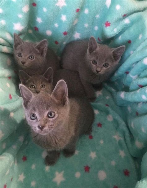 They love being close to their companions and particularly enjoy cuddling up to the ones they love. Stunning Russian Blue Kittens Ready Now FOR SALE ADOPTION ...
