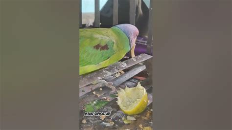 pawan singh big fan for parrot 🦜 ️ shortvideo videoshorts youtube