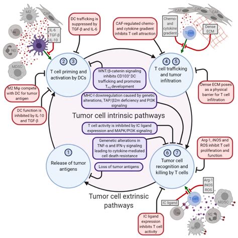 Cancers Free Full Text Future Challenges In Cancer Resistance To