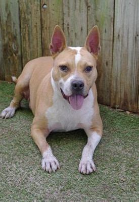There are several sources available on the. Inverness, FL - English Bulldog. Meet Tuxx a Dog for ...
