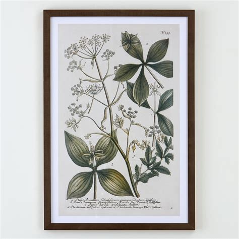 Classic Botanical Framed Print And Reviews Birch Lane