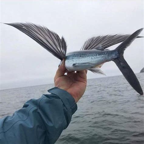 Tywkiwdbi Tai Wiki Widbee Flying Fish