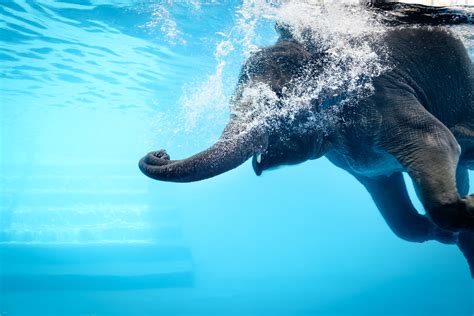 Petition Save The Open Zoo Elephants Karmagawa