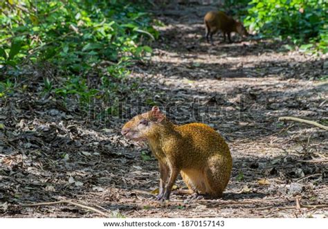 Mexican Agouti Dasyprocta Mexicana Species Rodent Stock Photo