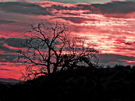 Silhouetted Oak In Sunset Free Stock Photo Public Domain