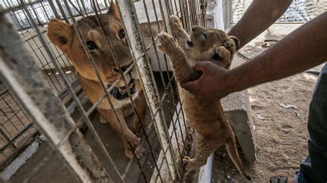 Monos Hambrientos Y Leones Maltratados El Zoológico De Gaza Reabre Sus