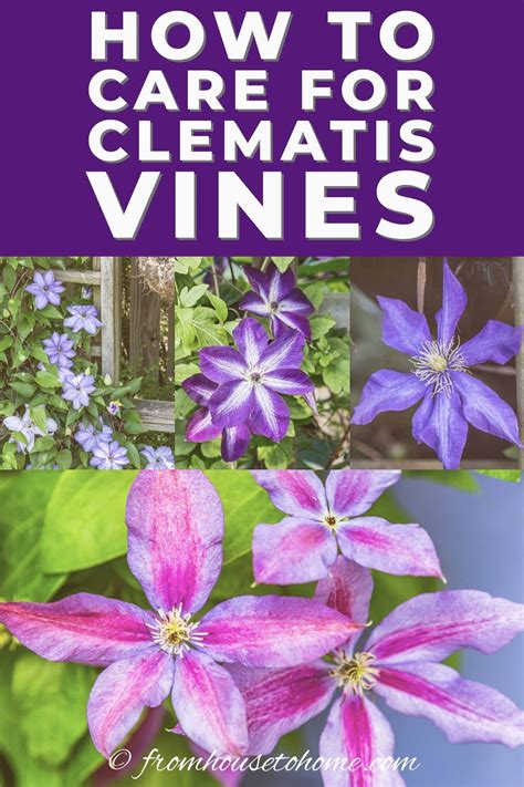 Clematis Care The Ultimate Guide To Planting Growing And Pruning