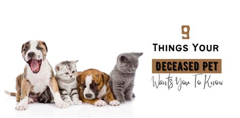 9 Things Your Deceased Pet Wants You To Know Bestforyou