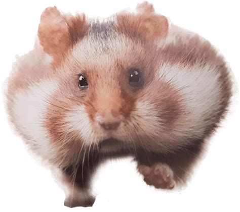 Png Transparent Hamster Hamster Png Images Free Transparent Hamster