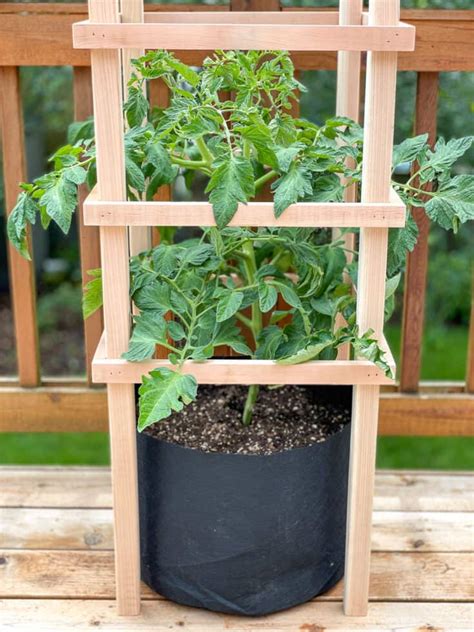 Diy Tomato Cage With Free Plans The Handymans Daughter