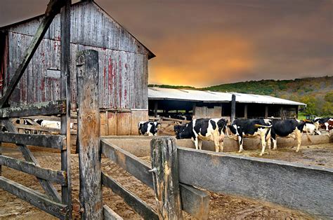 Cattle Barn Photograph By Diana Angstadt Pixels