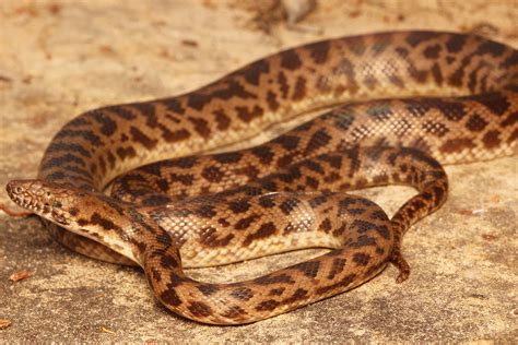 Spotted Python South East Snake Catcher Gold Coast