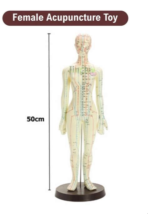 50cm Female Acupuncture Toy At Rs 1711 Anatomical Models In