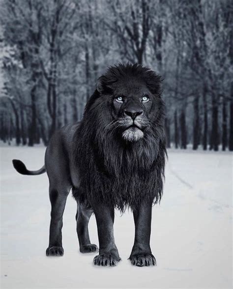 There Can Only Be One Black Lion Animals Animals Beautiful