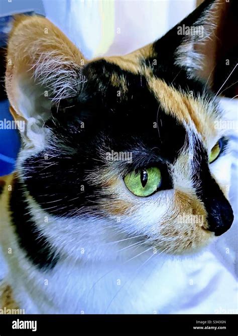 Portrait Of Beautiful Indoor Companion Pet Spayed Female Calico Cat