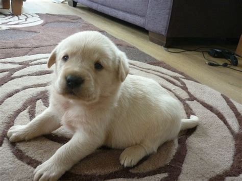 Check spelling or type a new query. Pedigree black/yellow labrador puppies ready soon | Saxmundham, Suffolk | Pets4Homes