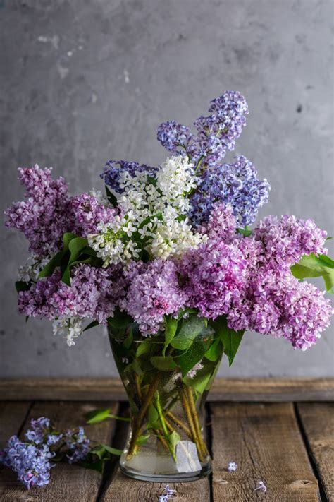 8 Conseils Pour De Beaux Lilas Lilac Bouquet Amazing Flowers Lilac