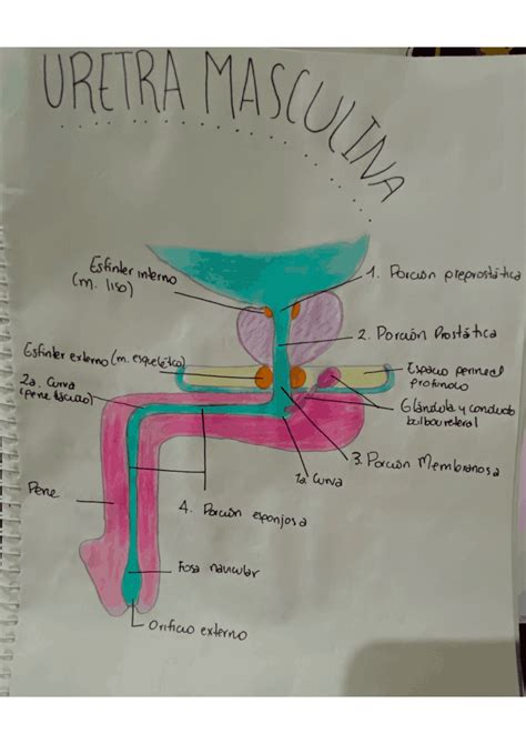 Detalles Más De 65 Aparato Reproductor Masculino Dibujo Mejor Camera