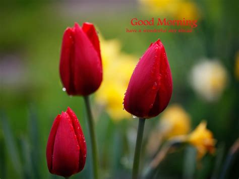 Good Morning Beautiful Tulip