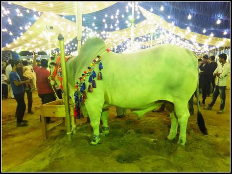Cow Mandi Rawalpindi 2015 Shehar E Karachi News Islam Recipe Article Sport Jobs