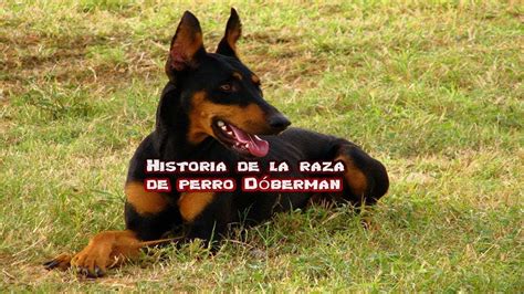 Historia De La Raza De Perro Dóberman Raza De Perro Doberman Razas