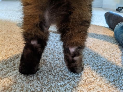 Bald Spots On My Cats Hind Legs More Info In Comments Cats