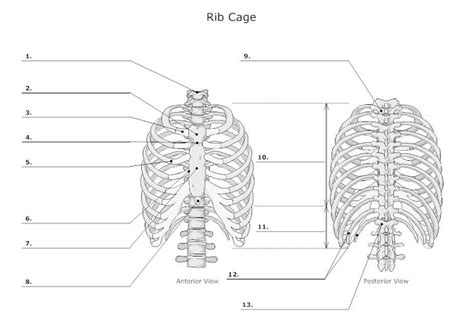 Rib Cage Anterior And Posterior View Diagram Quizlet