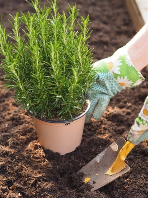 Everything You Need To Know About How To Grow Rosemary