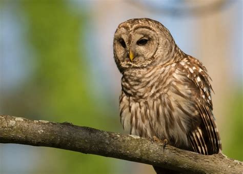 8 Species Of Owls In New York Bird Advisors